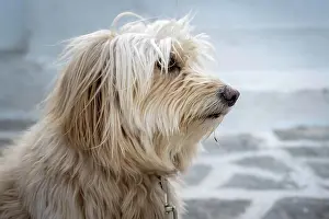 Cyclades: Shaggy dog with fur in front of face, Paros, Cyclades