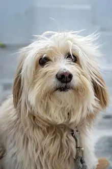 Cyclades: Shaggy dog with fur in front of face, Paros, Cyclades