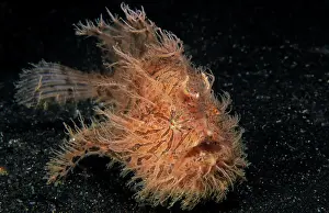 Anglerfish: Shaggy frogfish (Antennarius hispidus) on sandy