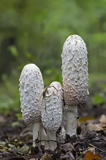 Higher: Shaggy ink cap (Coprinus comatus), lawyer's wig