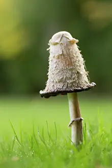 Comatus: Shaggy Ink Cap Fungi - Autumn