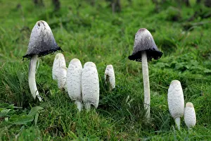 Comatus: Shaggy Ink Cap - fungus growing on rough pasture land