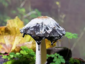 Shaggy: Shaggy Ink Cap fungus - UK