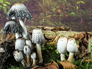 Shaggy: Shaggy Ink Cap fungus - UK