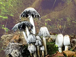 Shaggy: Shaggy Ink Cap fungus - UK