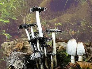 Shaggy: Shaggy Ink Cap fungus - UK