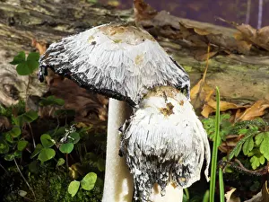 Shaggy: Shaggy Ink Cap fungus - UK
