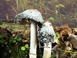 Shaggy: Shaggy Ink Cap fungus - UK
