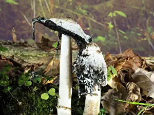 Shaggy: Shaggy Ink Cap fungus - UK