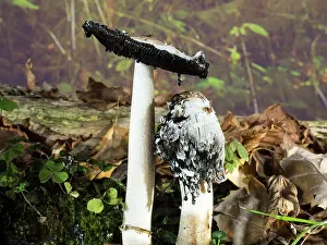 Shaggy: Shaggy Ink Cap fungus - UK