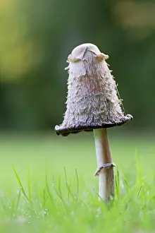 Wigs: Shaggy Ink Cap Lawyer's Wig Shaggy Mane Fungus autumn