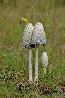 Higher: Shaggy ink caps (Coprinus comatus), group of mushrooms