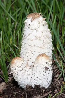 Inky: Shaggy Mane Mushrooms