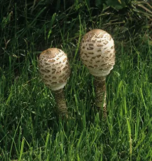 Toadstool: Shaggy parasol (Lepiota rhacodes)
