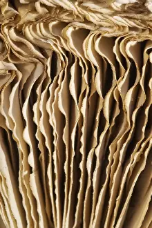 Shaggy: Shaggy Parasol Mushroom Gills - Norfolk UK