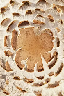 Shaggy: Shaggy Parasol Mushroom pattern on cap - Norfolk