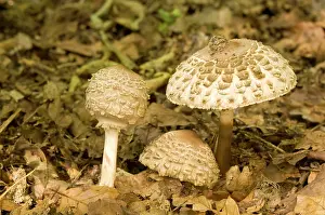 Parasols: Shaggy Parasol - on woodland floor