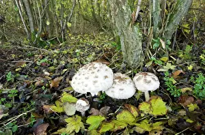 Parasols: Shaggy Parasols - in deciduous woodland