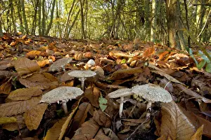 Parasols: Shaggy Parasols - in deciduous woodland
