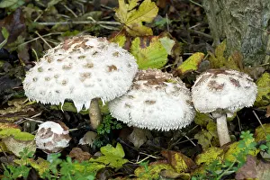 Parasols: Shaggy Parasols - in deciduous woodland