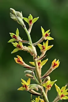 Shaggy: Shaggy Petaled Eria Orchid Manas Wildlife Sanctuary