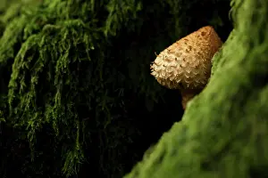 Scalycap: Shaggy Pholiota