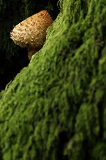 Scalycap: Shaggy Pholiota