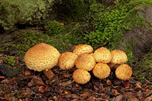 Clusters: Shaggy Pholiota - growing in woodland habitat