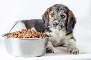 Metal: Shaggy puppy mongrel with a metal bowl of dry food