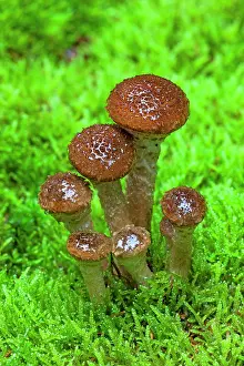 Toadstools: Shaggy Scalycap / Shaggy Pholiota / Scaly Pholiota