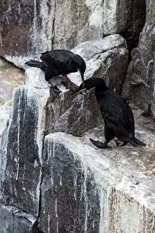 Shags: Shags adults grooming on rock
