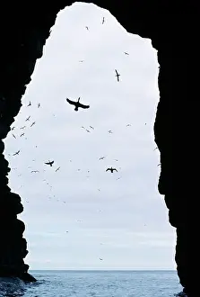 Elizabeth Bomford: SHAGS - IN BREEDING CAVE