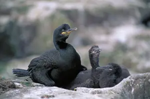 Aristotelis: Shags - on nest with young
