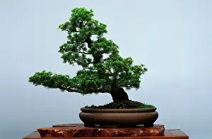 Containers: Shakan style - Bonsai 5 needles pine