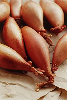 Cepa: Shallot
