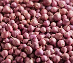 Cepa: Shallot, Allium cepa, a mass of these baby pink