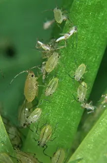 Onion: Shallot aphid