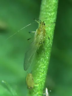 Onion: Shallot aphid