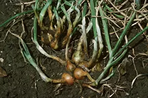 Onion: SHALLOTS