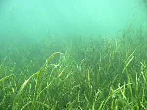 Seaweeds: Shallow Freshwater Lake