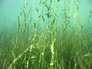 Seaweeds: Shallow Freshwater Lake