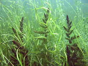 Seaweeds: Shallow Freshwater Lake