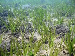 Mussel: Shallow Freshwater Lake