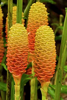 Zingiber: Shampoo Ginger