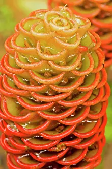 Zingiber: Shampoo Ginger - Costa Rica