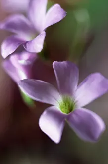 Triangularis: Shamrock