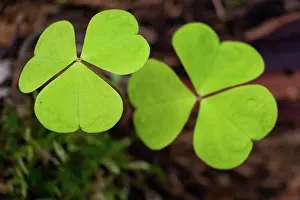 Leafy: Shamrock