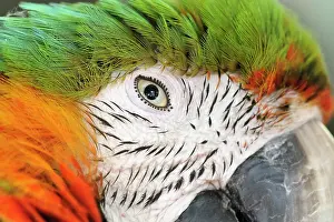 Vision: Shamrock Macaw, first generation hybrid