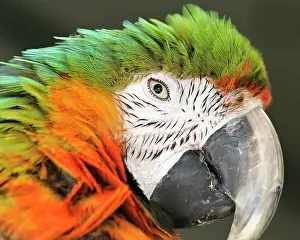 Generation: Shamrock Macaw, first generation hybrid
