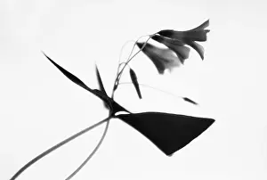 Monochrome: Shamrock, Purple shamrock, Oxalis triangularis